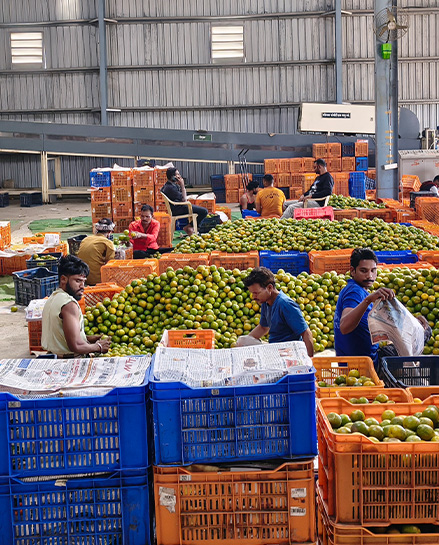 Farmer holding crate of produce